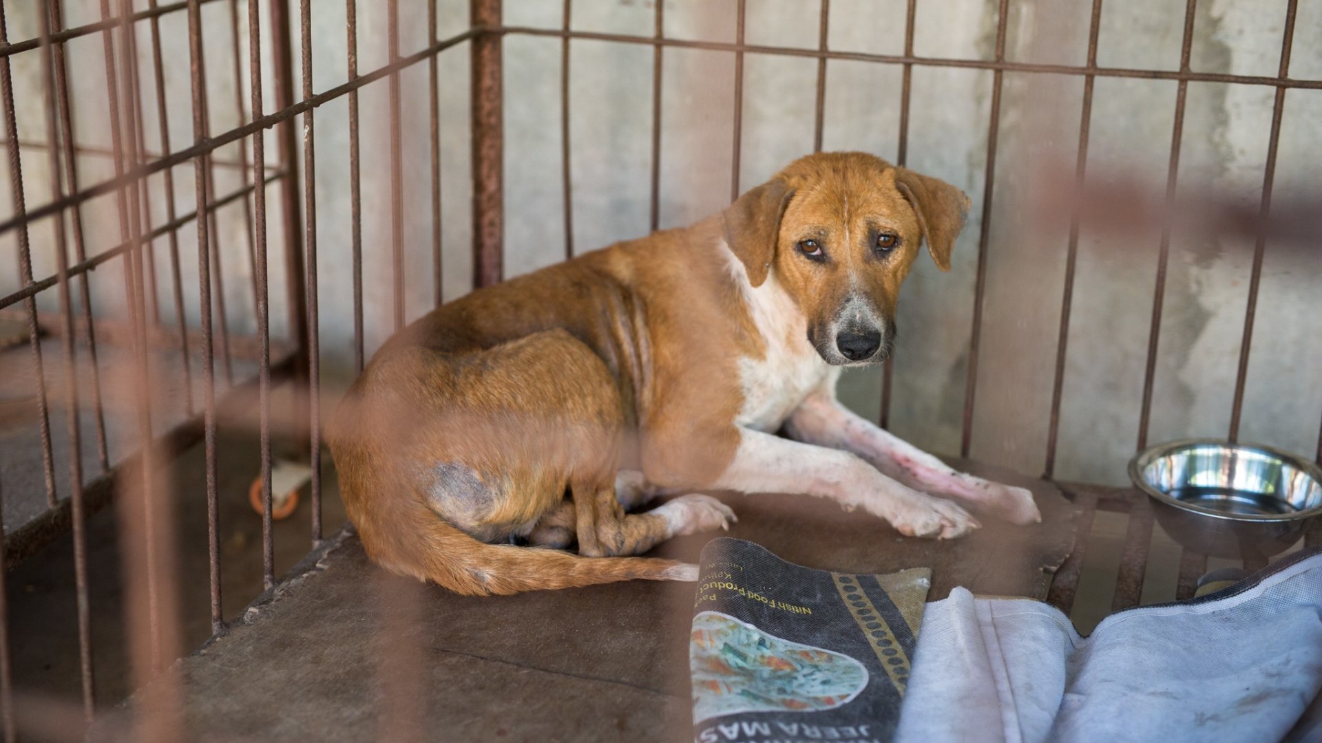 Straßenhunde-Projekt in Nepal