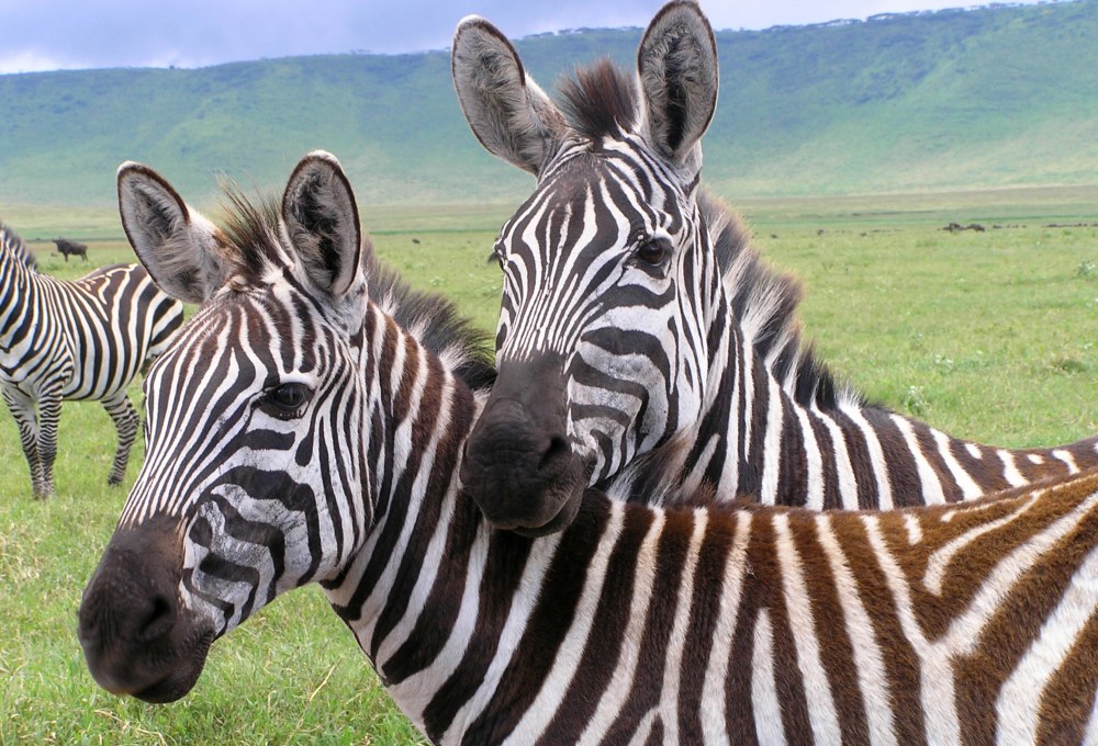 Tag 5: Ngorongoro-Krater 