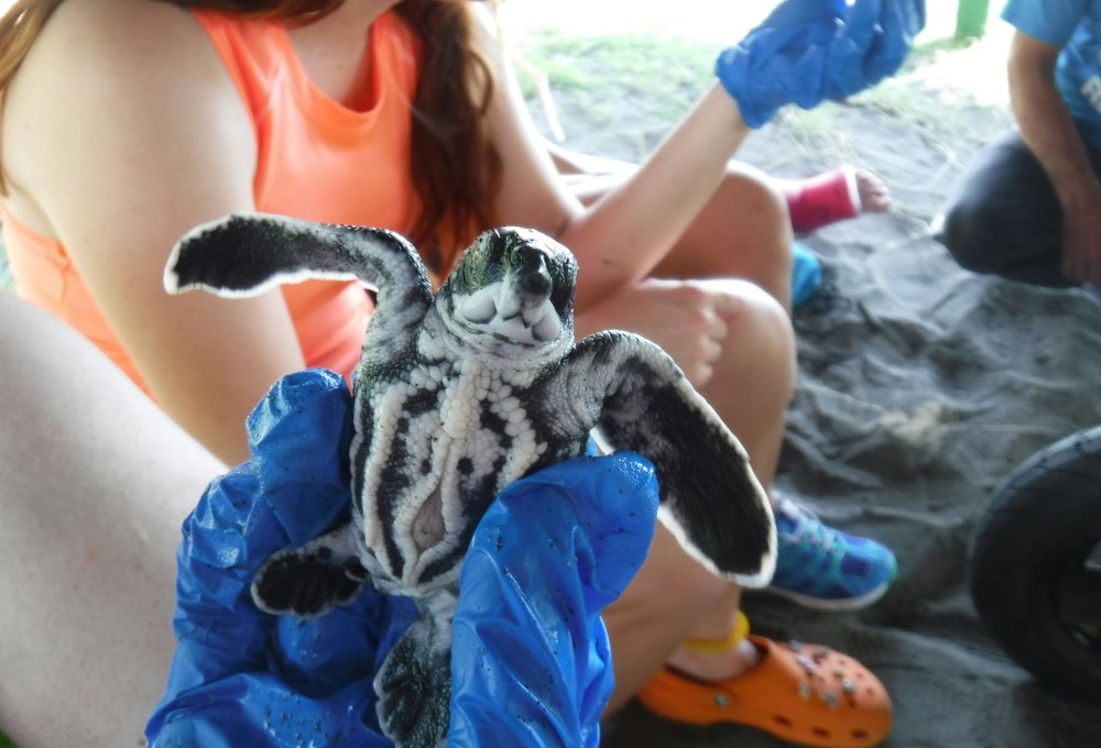 Meeresschildkröten-Projekt in Cahuita (Costa Rica)