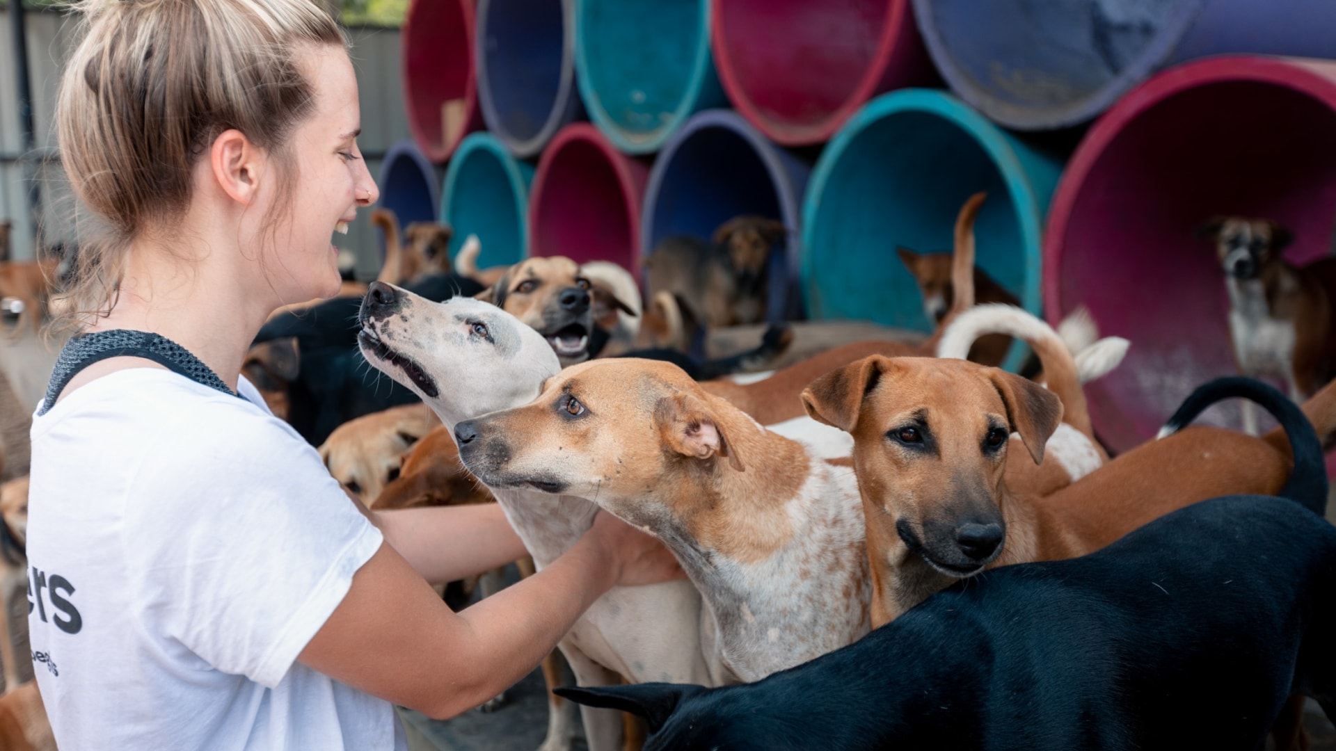 Hunde-Projekt auf Sri Lanka