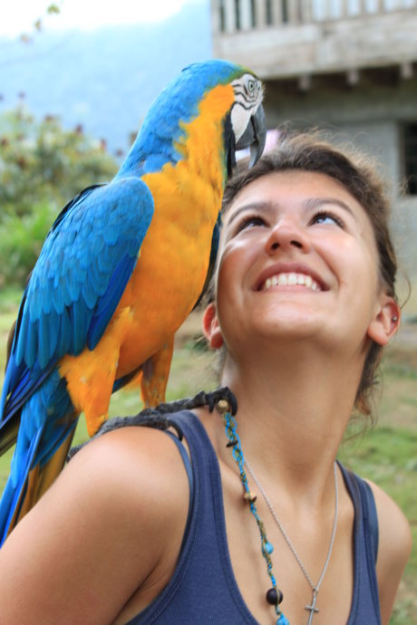 Papagei, Tierschutz, Wildlife, Freiwilligenarbeit, Peru