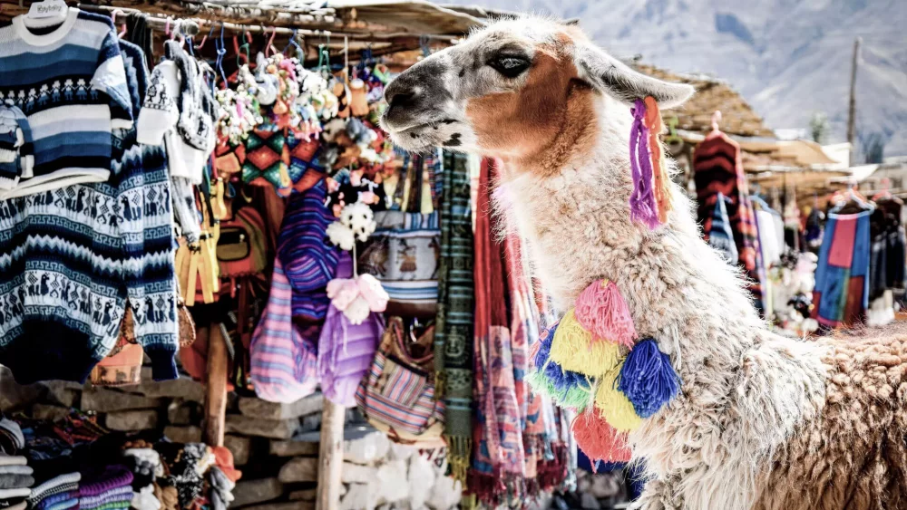 Ein Lama auf einem Markt in Peru
