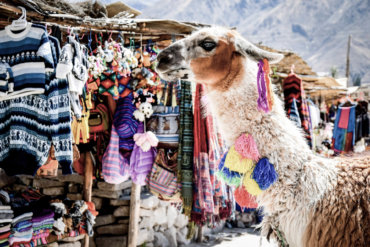Ein Lama auf einem Markt in Peru