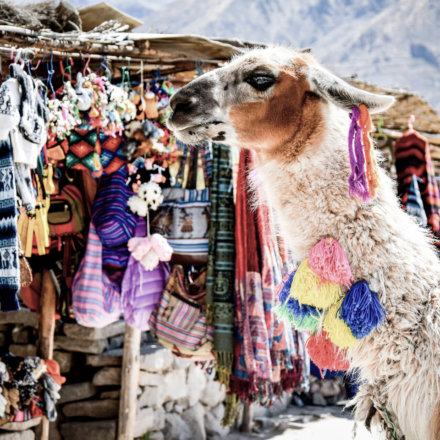 Ein Lama auf einem Markt in Peru