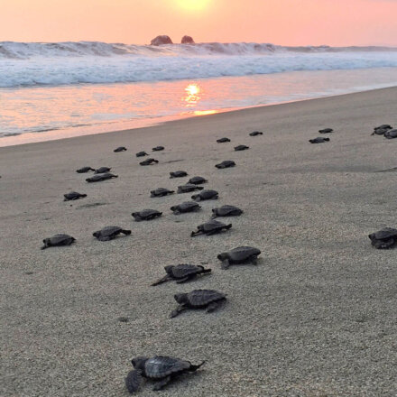 Kleine Meeresschildkröten krabbeln ins Meer