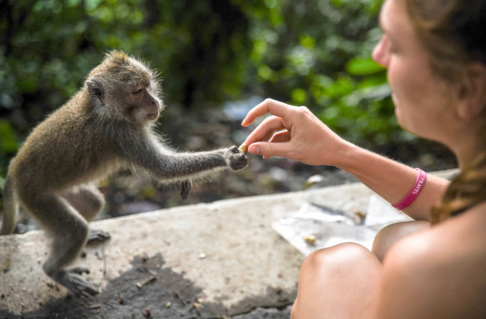 Mädchen füttert Affen