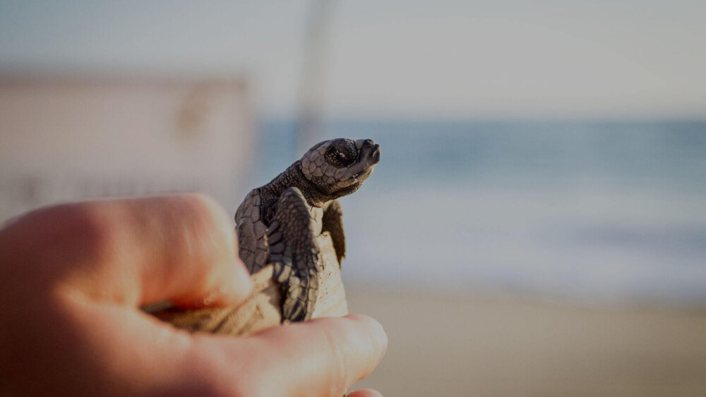 Kleine Meeresschildkröte