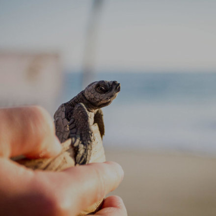 Kleine Meeresschildkröte