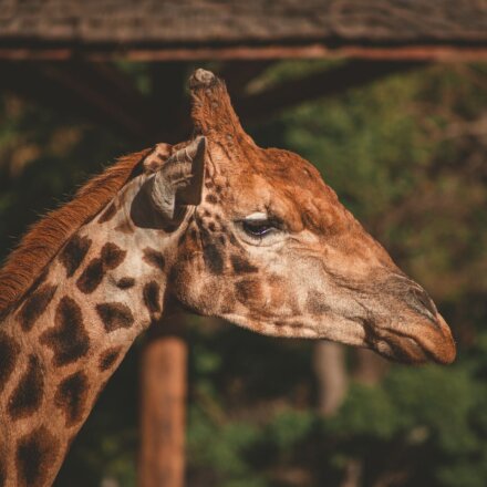 pexels-lucas-pezeta-2575702