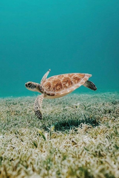 Meeresschildkröte schwimmt unter Wasser