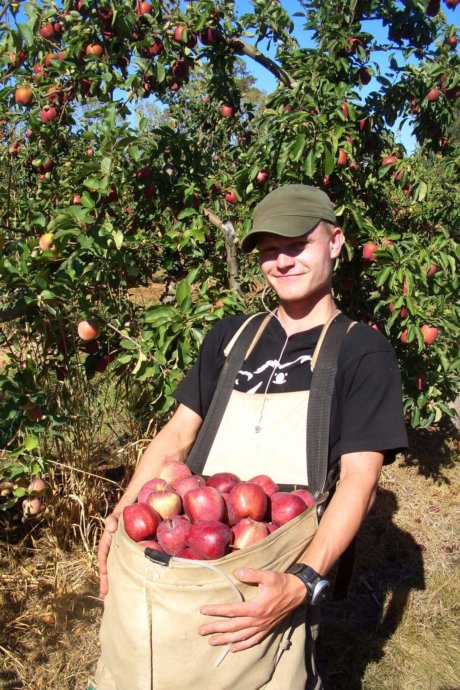 Australien, Work-and-Travel, farmstay, Fruit-picking, äpfel