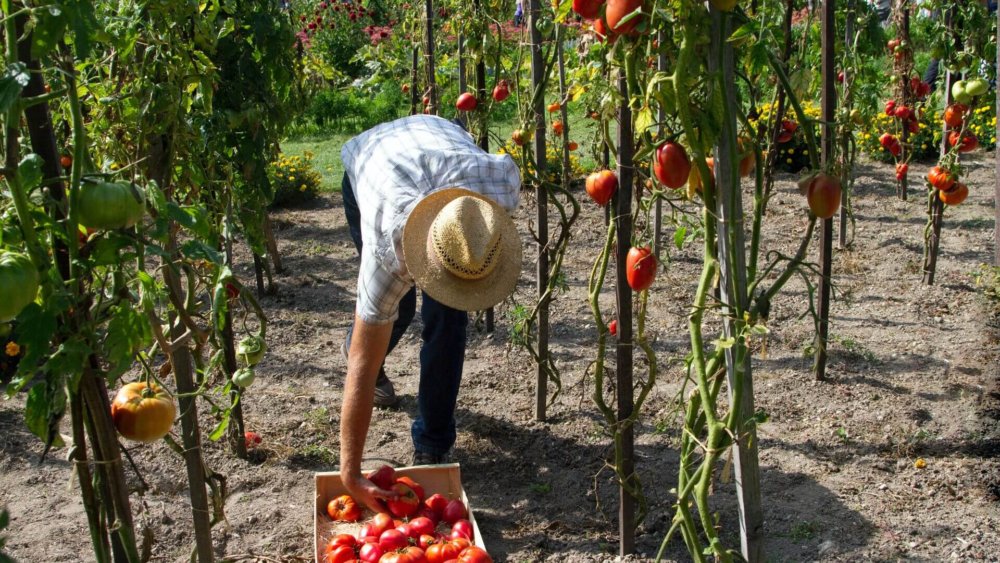Mann pflückt Tomaten, work-and-travel, farmstay