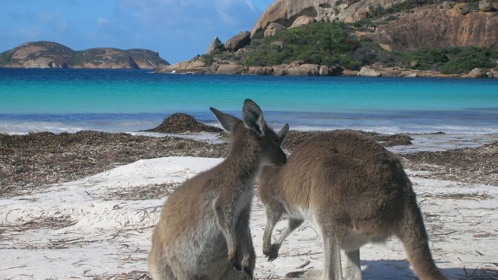 Australien, Work-and-Travel, Kängurus, Strand