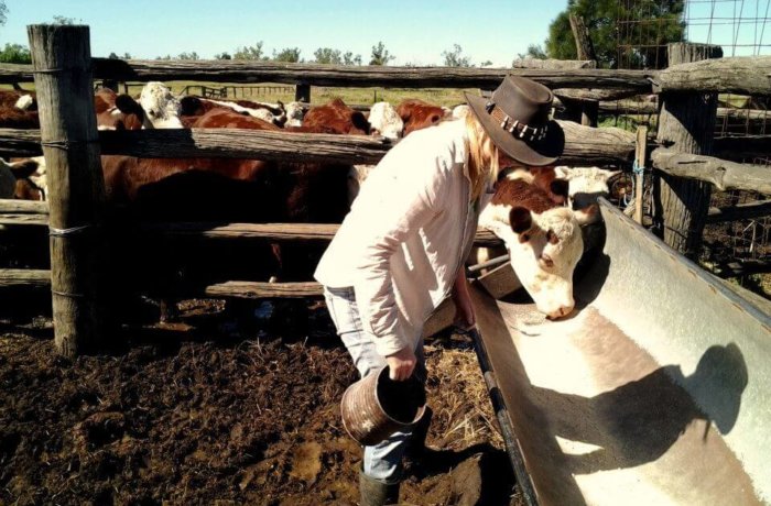 Australien, Work-and-Travel, farmstay, Job