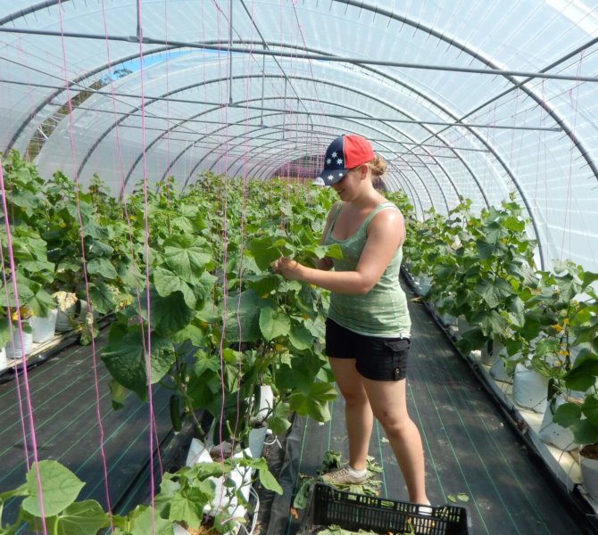 Australien, Work-and-Travel, farmstay, fruit-picking