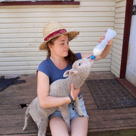 Mädchen füttert ein Schaf, farmstay, work-and-travel, freiwilligenarbeit, australien