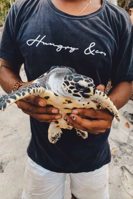 Freiwilligenarbeit, bali, meeresschildkröten-projekt