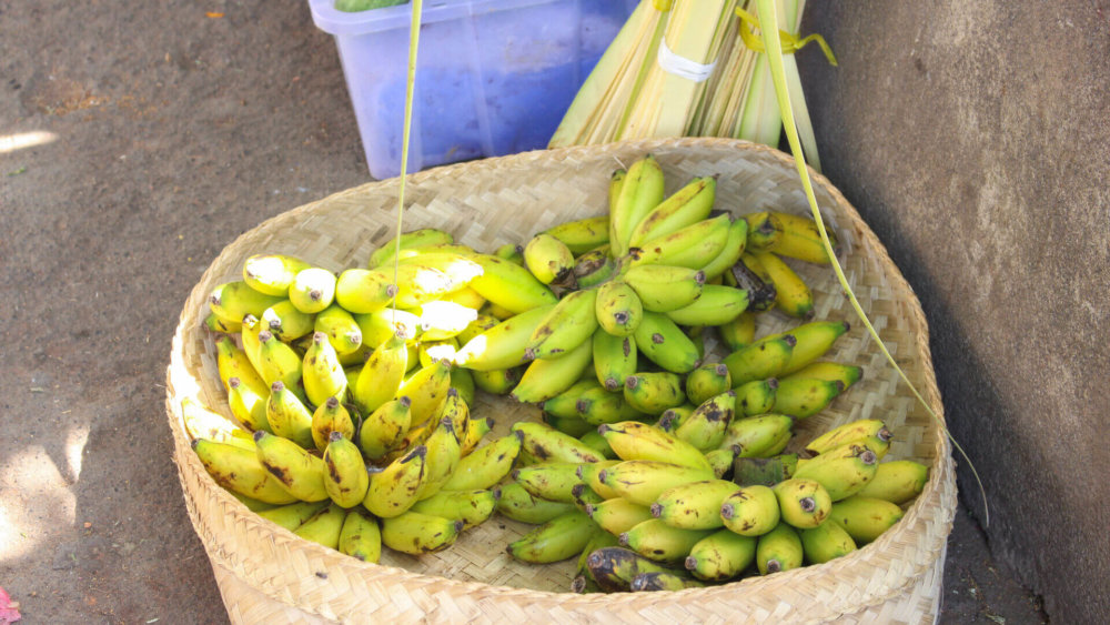 Einführungswoche-Lovina-Bali