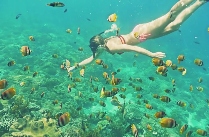 Meeresschutz-und-tauchen, freiwilligenarbeit, fische, bali, save-the-planet