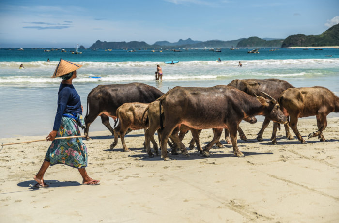 Kühe, Strand, Freiwilligenarbeit, Bali