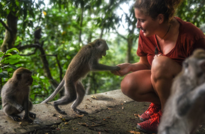 Affen, Freiwilligenarbeit, Bali, Wildlife-und-Tierschutz