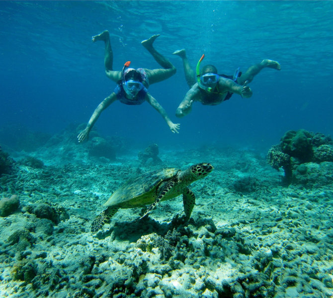 Zwei Schnorchler beobachten eine Meeresschildkröte beim Tauchen über einem Korallenriff im klaren, tropischen Ozean.