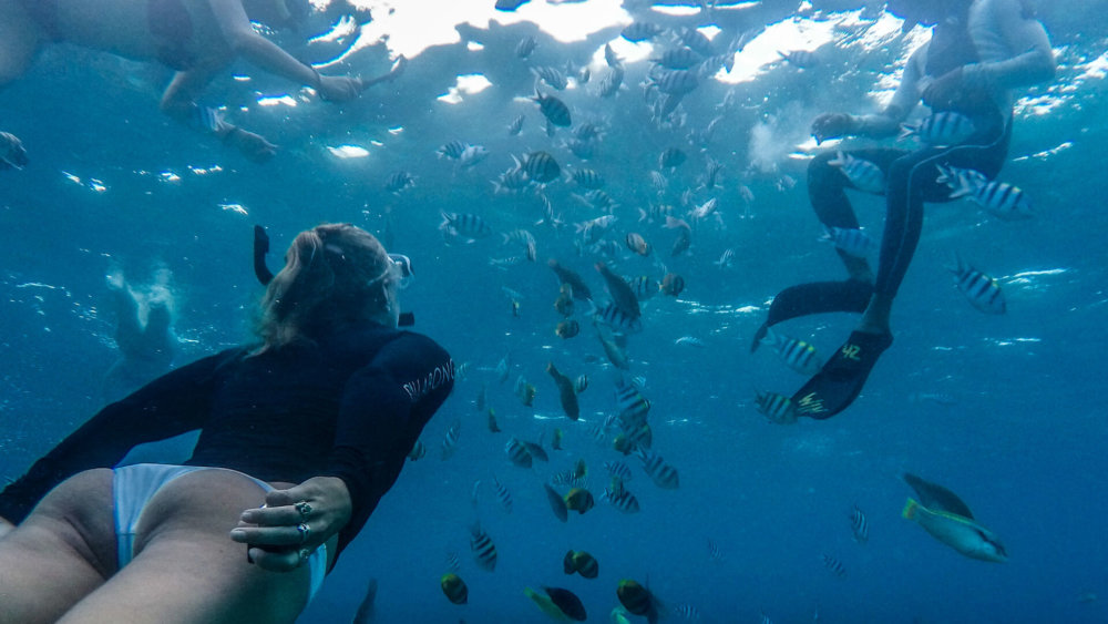 Tauchen, fische, meeresschutz-und-tauchen