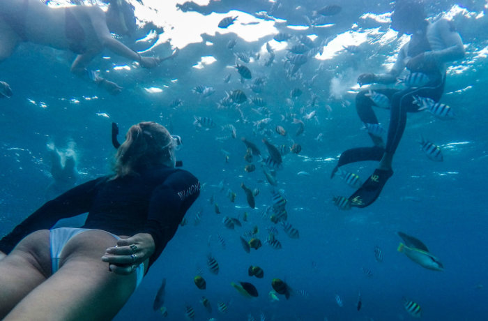 Tauchen, fische, meeresschutz-und-tauchen