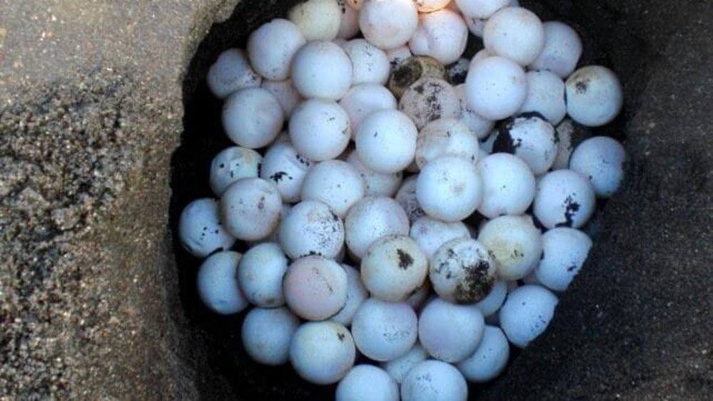 jennifer-schiffers-4