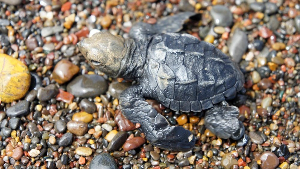 meeresschildkroeten-costa-rica-schildkroetenbaby