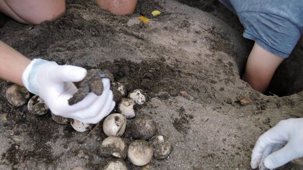 meeresschildkroeten-costa-rica-schildkroeteneier