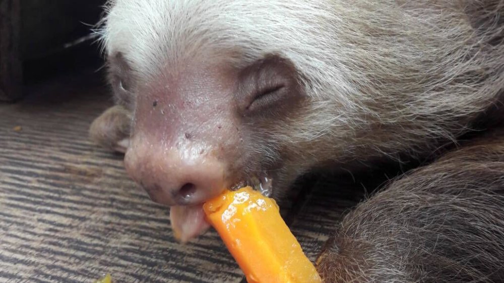 costarica-freiwilligenarbeit.wildlife-elisa-002