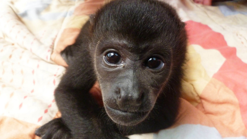 costa-rica-wildlife-affe