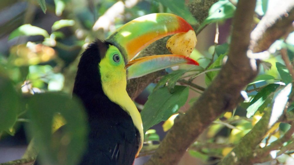 wildlife-costa-rica-tukan