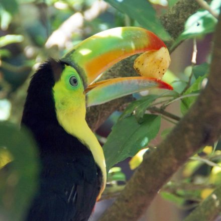 wildlife-costa-rica-tukan