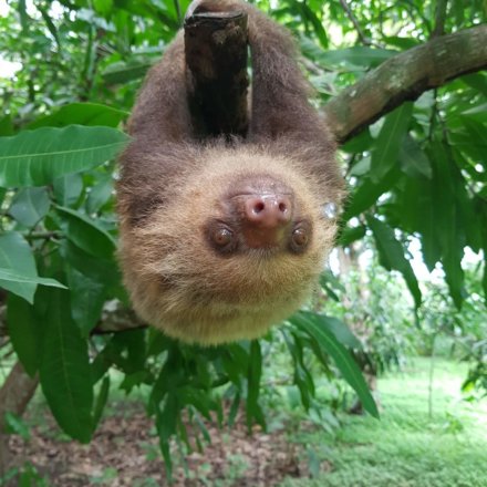 Freiwilligenarbeit, Costa-Rica, Wildlife