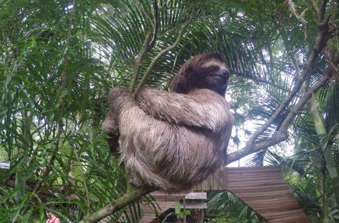 Costa-Rica, Freiwilligenarbeit, Unterrichten, Faultier