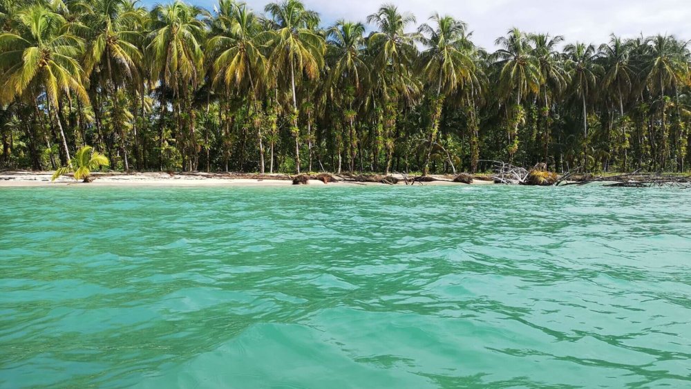 Costa-Rica, Palmen, Strand, Landschaft