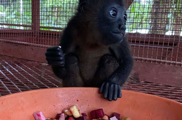 Wildlife-Costa-Rica-Puerto-viejo