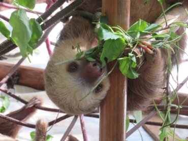 Wildlife-und-Tierschutz, Freiwilligenarbeit, Costa-Rica, Faultier