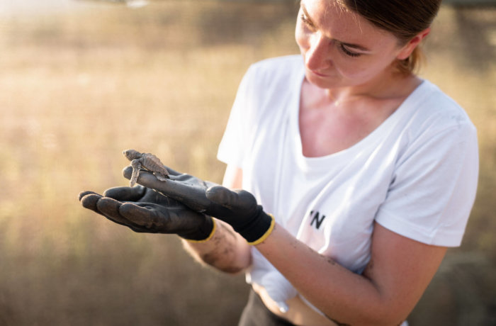 Frau untersucht Baby Schildkröte