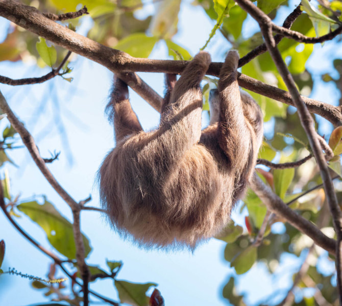 Faultier hängt entspannt an einem Ast inmitten grüner Blätter unter blauem Himmel in tropischer Baumkrone in Costa Rica.