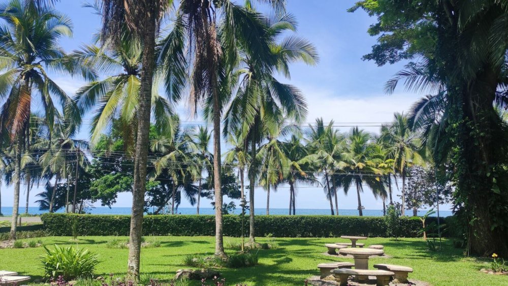 costa-rica-palmen
