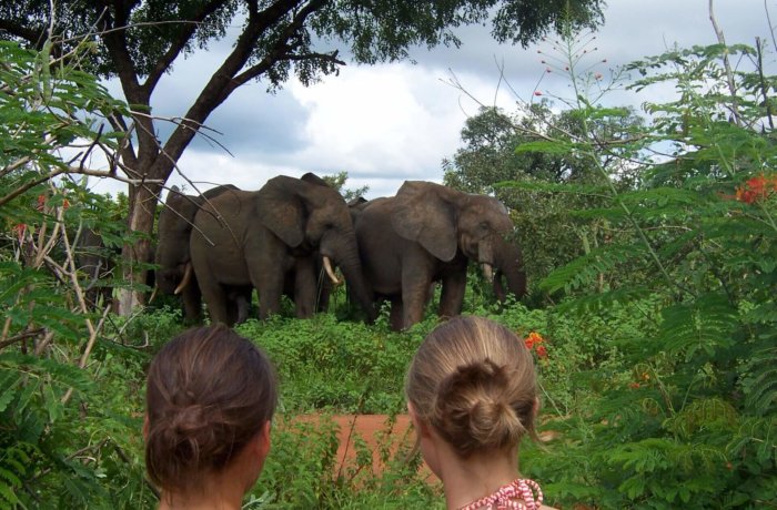 Wildlife-und-Tierschutz, Freiwilligenarbeit, Ghana, Elefanten, safari