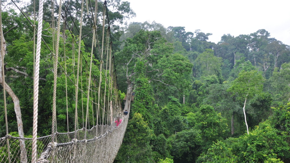 Landschaft, Natur, Ghana, Brücke