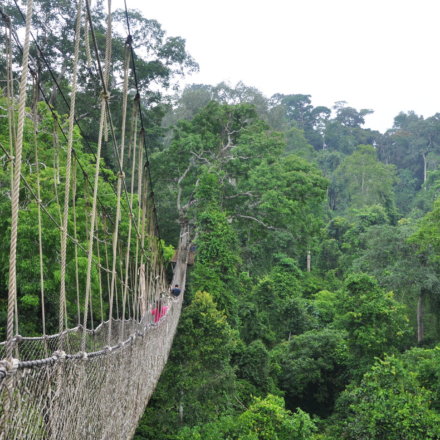Landschaft, Natur, Ghana, Brücke