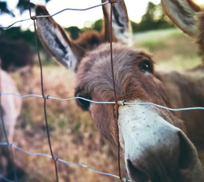 Neugierige Esel schauen durch Zaun auf Weide in Farmstay-Projekt in Griechenland