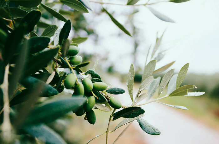 eco-farming, freiwilligenarbeit, farmstay, griechenland, Oliven