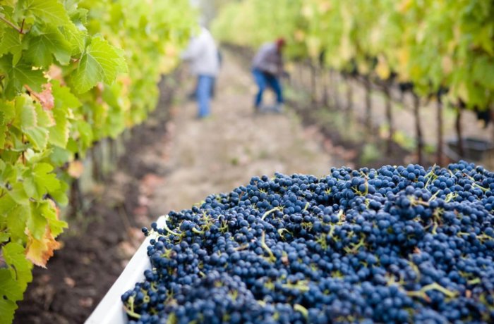 eco-farming, freiwilligenarbeit, farmstay, griechenland, weintrauben