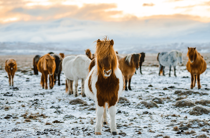 Islandpferde
